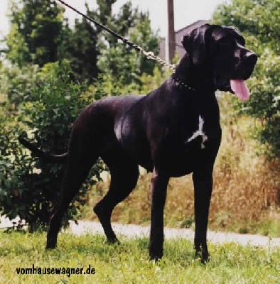 Karoline Vom Hause Wagner