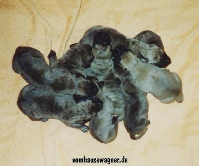 Maxime Vom Hause Wagner