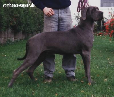 Ch Natascha Vom Hause Wagner