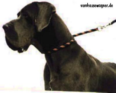 Ch Nelson Vom Hause Wagner