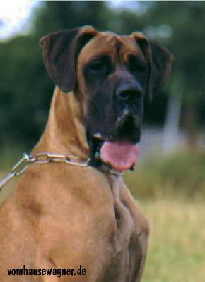 Organza Vom Hause Wagner