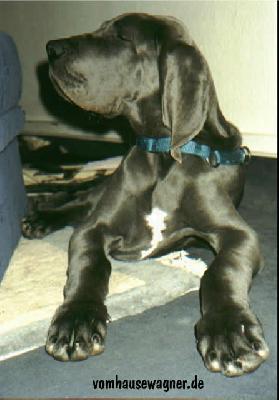 Perseus Vom Hause Wagner