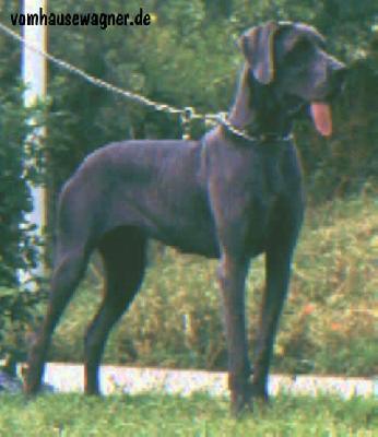 Pricilla Vom Hause Wagner