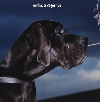 Quinault Vom Hause Wagner