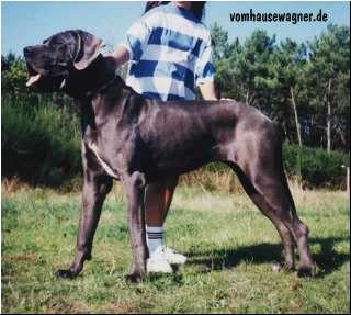 Remy Vom Hause Wagner