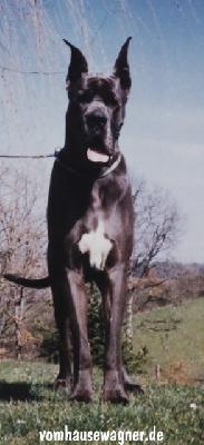 Remy Vom Hause Wagner