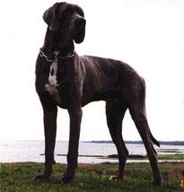 Snoopy Vom Hause Wagner