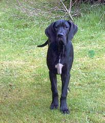 Yaruba Vom Hause Wagner