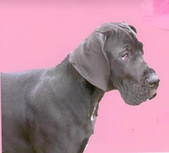 Yaruba Vom Hause Wagner