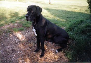 Yaruba Vom Hause Wagner