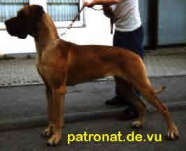 Bila Vom Patronat