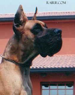 Ch Kim Vom Rotscheid