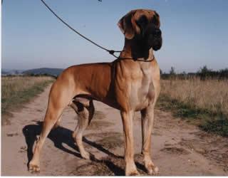 Norman Vom Rotscheid