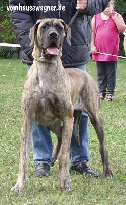 Baronesse Vom Sprendlinger Tal