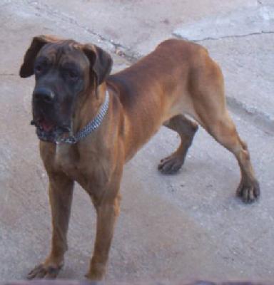 Bonetti Vom Sprendlinger Tal