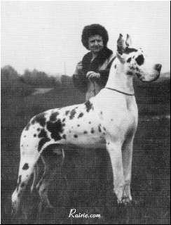 Ch Furst Von  Doggenadel