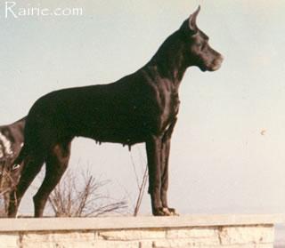 Anka Von Affenschmalz