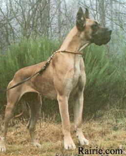 Ch Farah Von Aquator