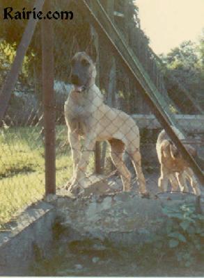 Barbian Von Aquis Gran