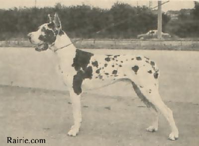 Ch Brillant Von Ballerhaus