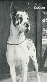 Ch Alpha Von Blauen Landchen