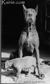 Ch Ike Von Cent Soucis