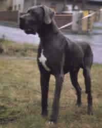 Zimbo Von Den Lobbenhoeve