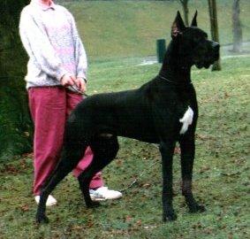 Zyrus Von Den Schlehhecke