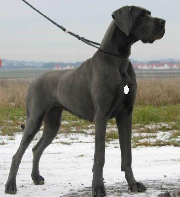 Annabell Von Den Unbestechlichen Riesen