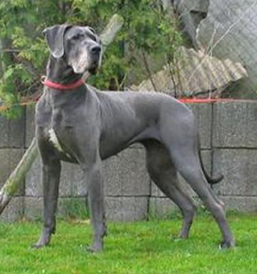 Anuschka Von Den Unbestechlichen Riesen