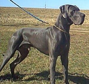 Apoll Von Den Unbestechlichen Riesen