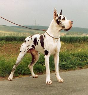 Felix Von Der Bocksleite