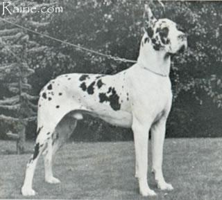 Ilja Van De Brentjes