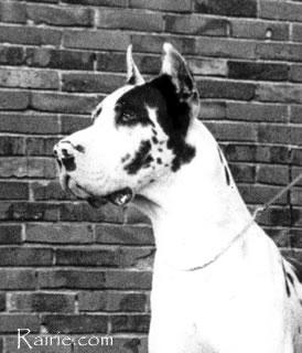 Ch Rex Magnus Von Der Brentjes