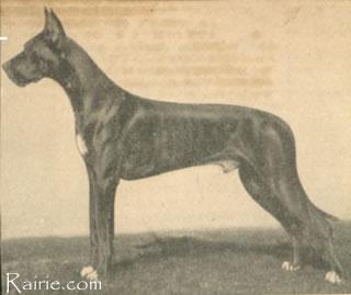 Ch Dirk Von Der Forde