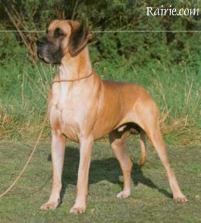 Ch Xandor Von Der Honnequelle