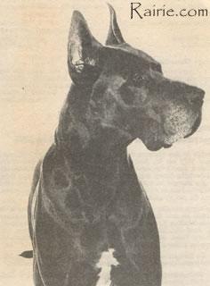 Diamond Von Der Immenburg