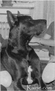 Diamond Von Der Immenburg