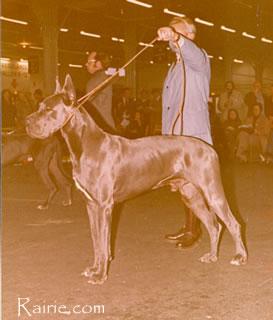 Ch Lucky Von Der Immenburg