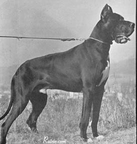 Arpad Von Der Nurburg