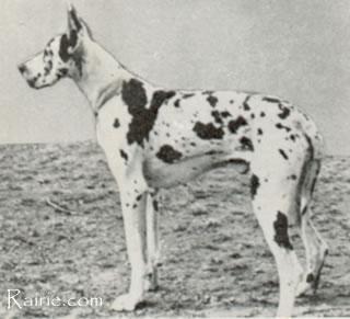 Brando Von Der Nurburg