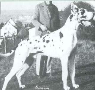 Ch Diamant Von Der Nurburg