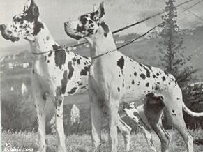 Diana Von Der Nurburg