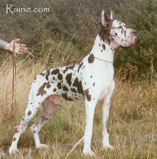 Fels Von Der Nurburg