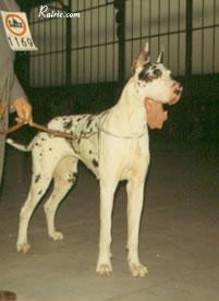 Ch Inka Von Der Nurburg