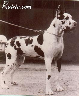 Ch Karus Von Der Nurburg