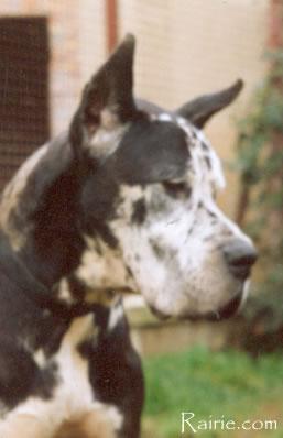 Panter Von Der Nurburg