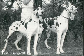 Ch Quant Von Der Nurburg