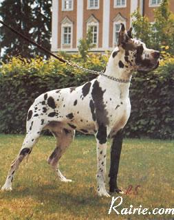 Sancho Von Der Nurburg