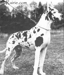 Ch Vulkan Von Der Nurburg